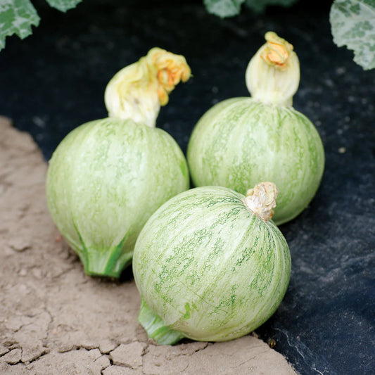 Summer Squash Hybrid Aayan Vegetable Seeds