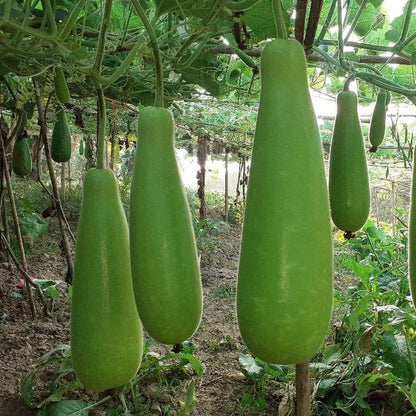 Bottlegourd F1 Sumant Vegetable Seeds