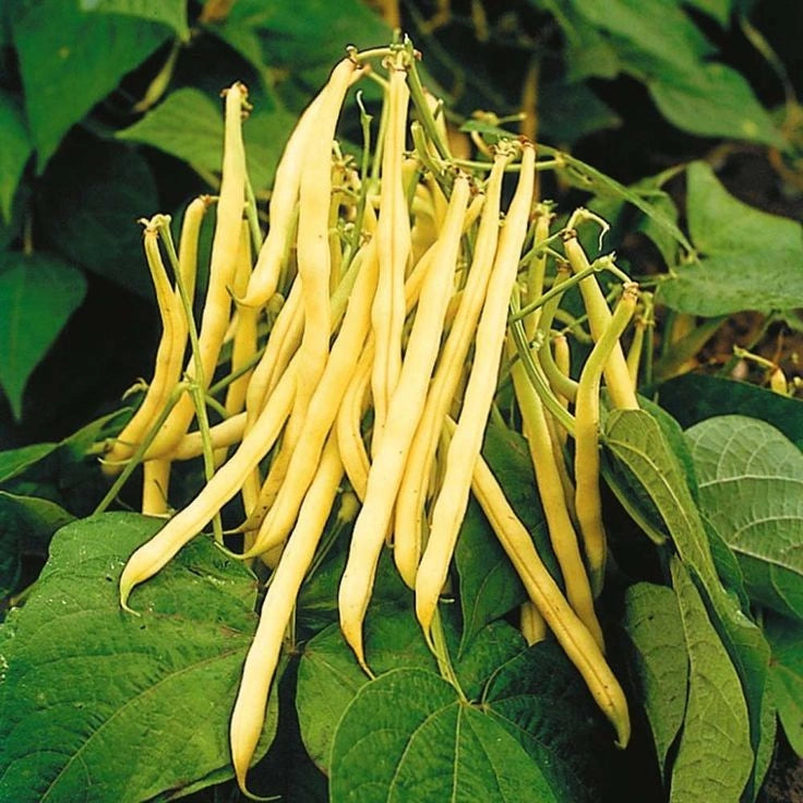Golden Wax Climbing Beans – Premium High-Yield Climbing Bean Seeds Exotic Vegetable Seeds