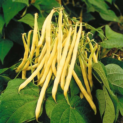 Golden Wax Climbing Beans – Premium High-Yield Climbing Bean Seeds Exotic Vegetable Seeds