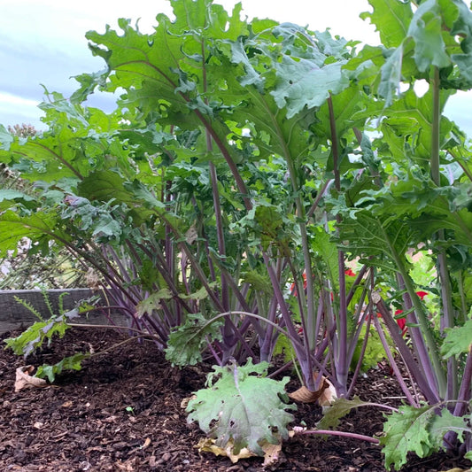 Red Russian Kale Collard Brassica Microgreens Seeds