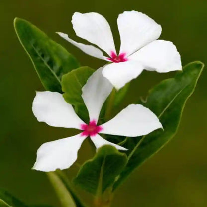 Vinca F1 Nana Little Bright Eyes Summer Flower Seeds