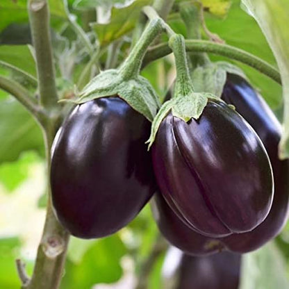 Brinjal Round Hybrid Vegetable Seeds