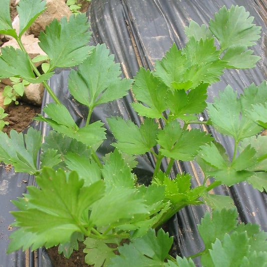 Cutting Celery Leaf Microgreens Seeds