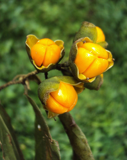 Celastrus Paniculatus Herb Seeds