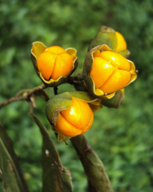 Celastrus Paniculatus Herb Seeds