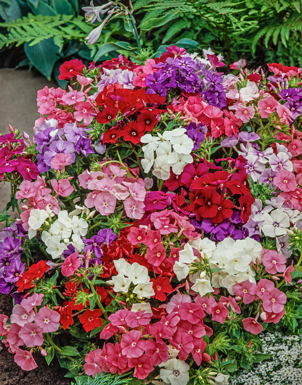 Phlox Beauty Mixed Winter Flower Seeds