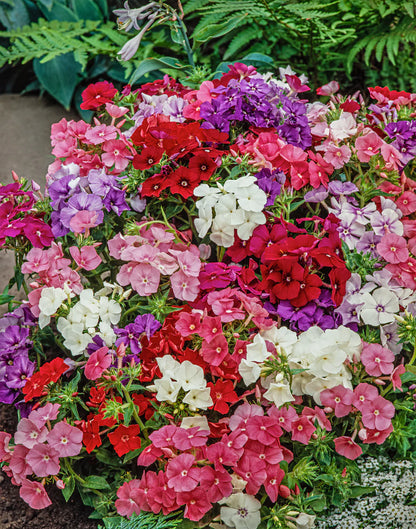 Phlox Beauty Mixed Winter Flower Seeds
