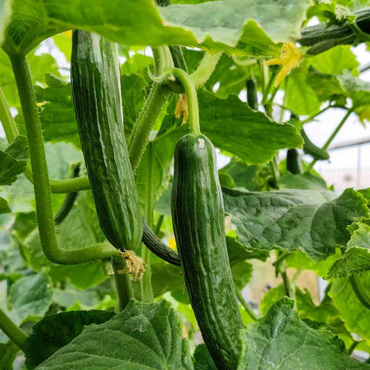 Cucumber Beit Alpha Hybrid Vegetable Seeds