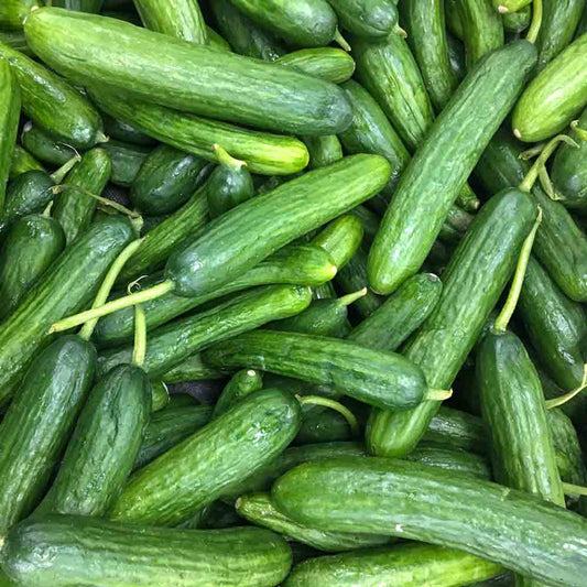 Cucumber Beit Alpha Hybrid Vegetable Seeds
