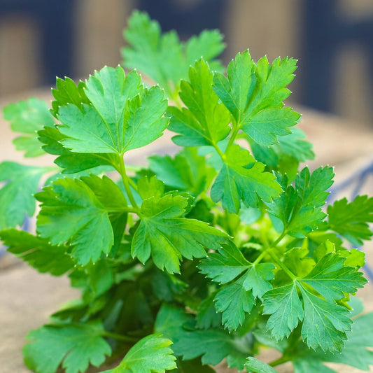 Flat Leaf Parsley Microgreens Seeds