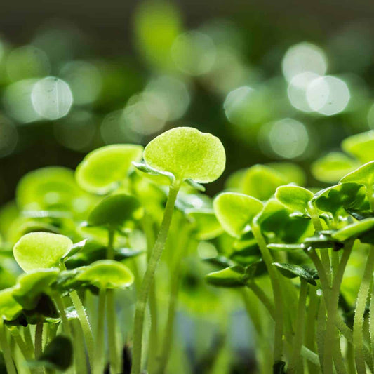 Savory Green Leaf Microgreens Seeds