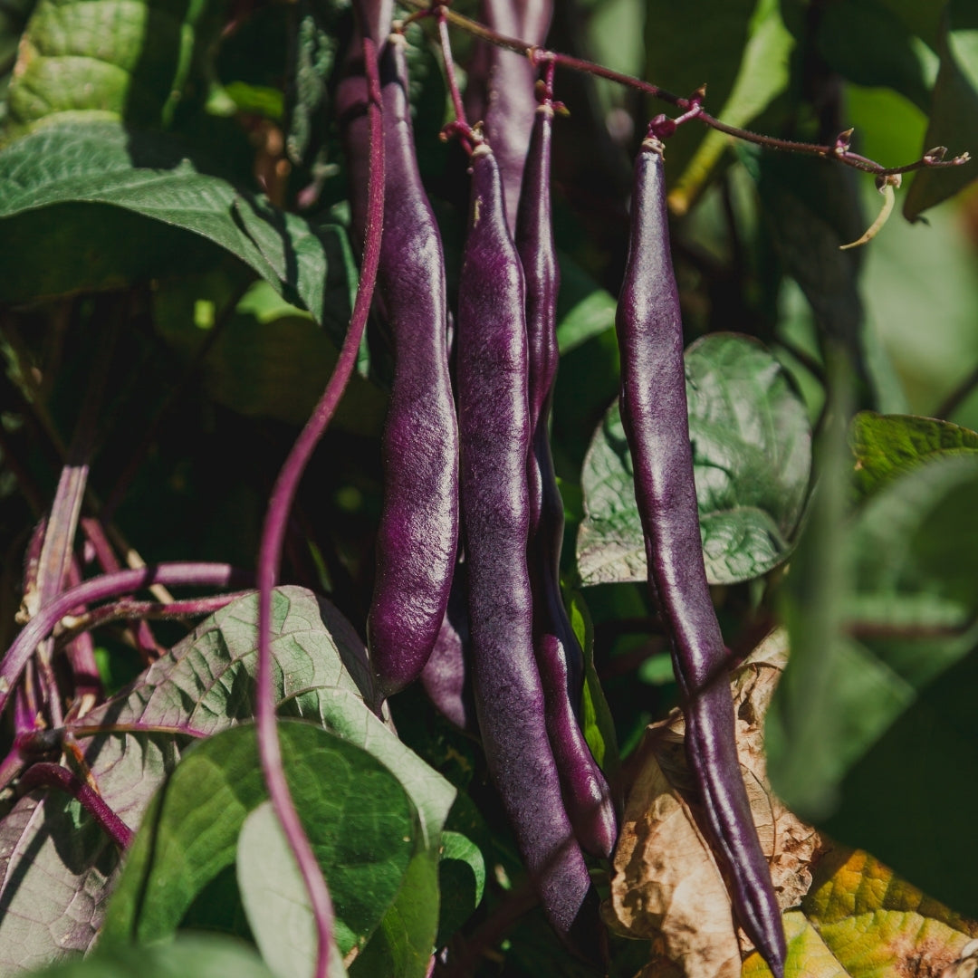 Violette Climbing Beans – High-Quality Heirloom Variety for Vertical Gardens Exotic Vegetable Seeds