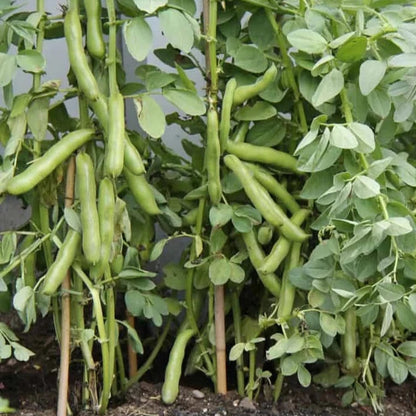 Fava Beans Bakla Selection Vegetable Seeds