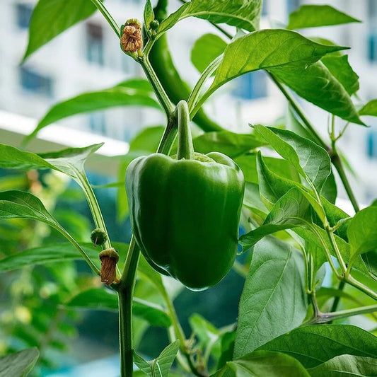 Capsicum Imported Vegetable Seeds