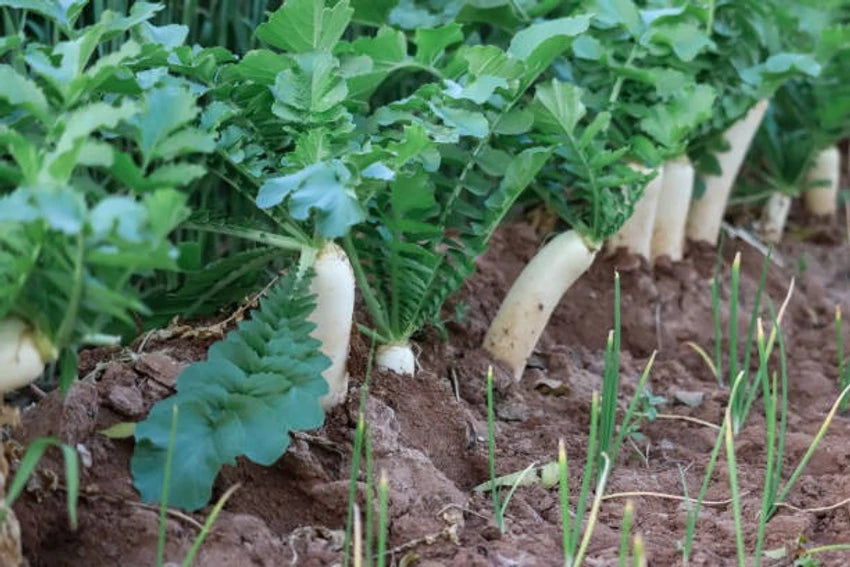 Radish Hybrid Vegetable Seeds