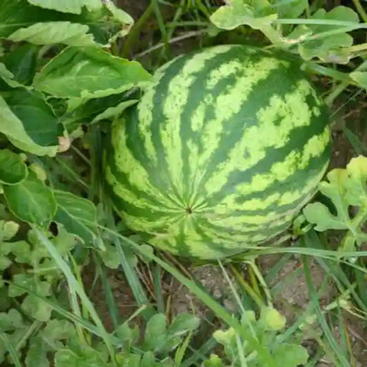 Watermelon F1 Yellow Round Vegetable Seeds