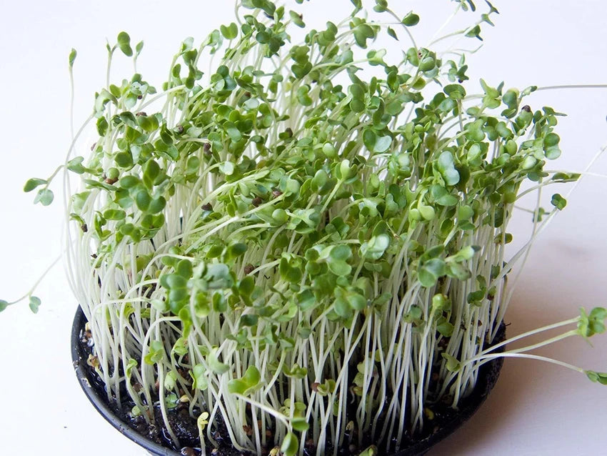 Amaranthus Choulai Green Leaf Microgreens Seeds