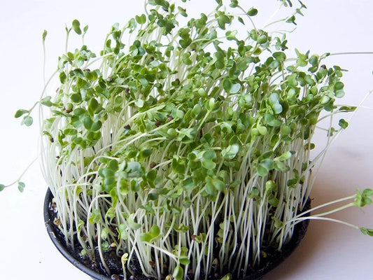Amaranthus Choulai Green Leaf Microgreens Seeds