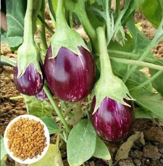 Brinjal Eggplant F1 MK-24 Majrikatti Type Vegetable Seeds