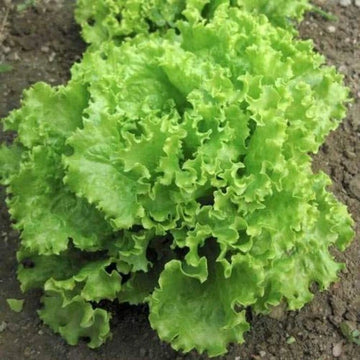 Oak Leaf Green Microgreens Seeds for Fresh Lettuce Salad