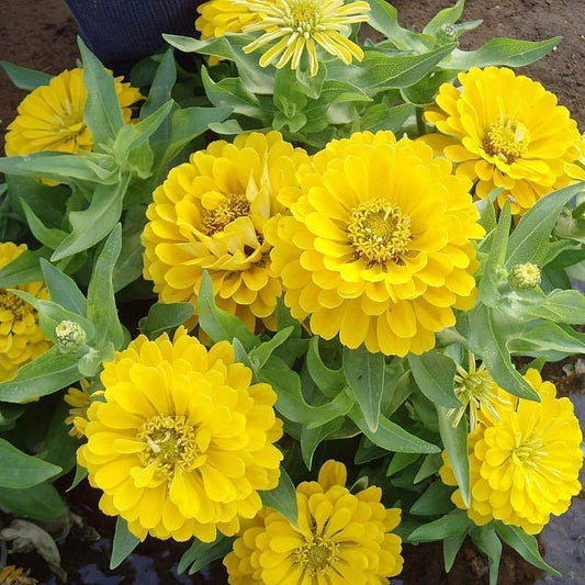 Zinnia F1 Elegans Yellow Summer Flower Seeds