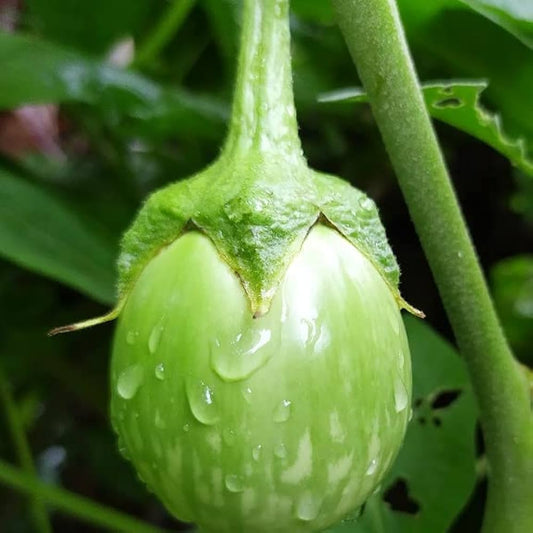 Brinjal - Eggplant F1 Green OS 995 Vegetable Seeds