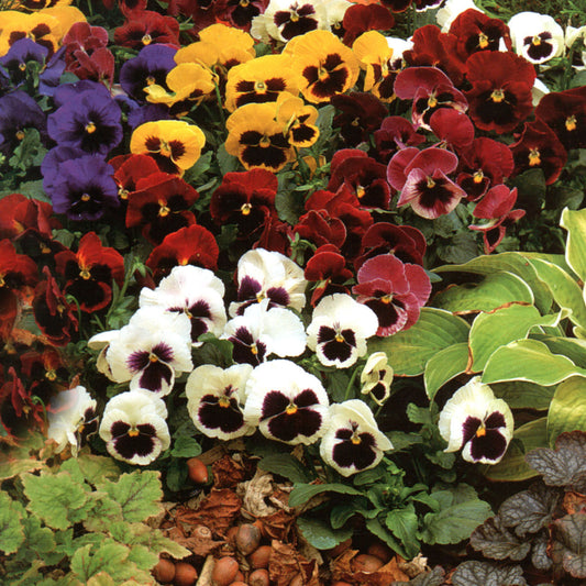 Pansy Blotch Mixed Winter Flower Seeds