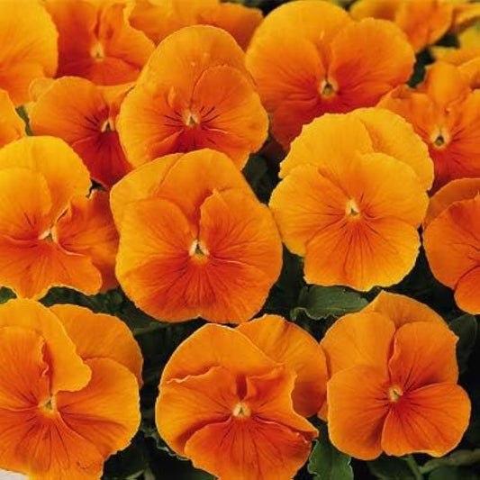 Pansy Arancione Orange Winter Flower Seeds