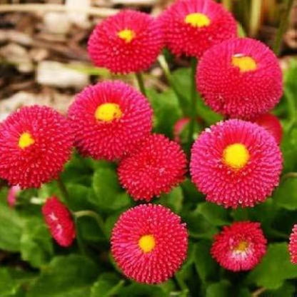 Daisy Bellis Red Winter Flower Seeds
