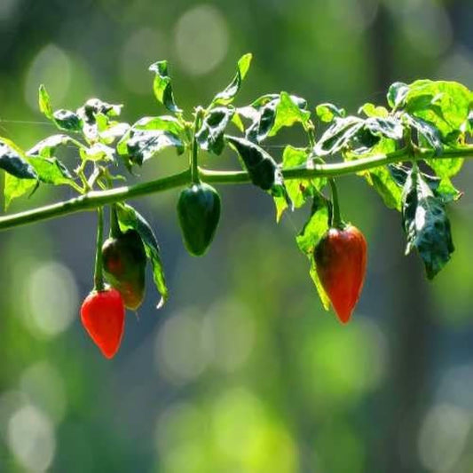 Chilli Pepper 'Sky BOR-10' Vegetable Seeds
