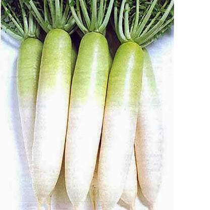 Radish Half Green Paradise - Fresh, Crisp, and Delicious Exotic Vegetable Seeds