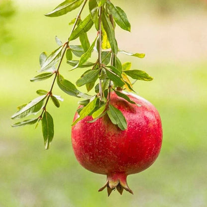 Pomegranate Fruit Seeds