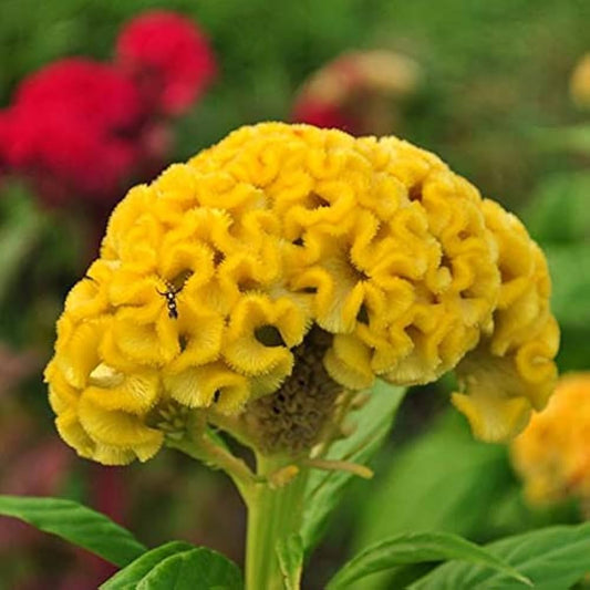 Cockscomb Yellow Summer Flower Seeds