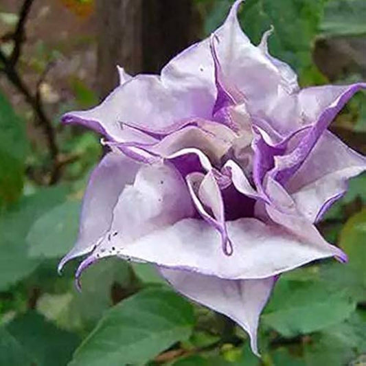 Kala Dhatura Herb Seeds