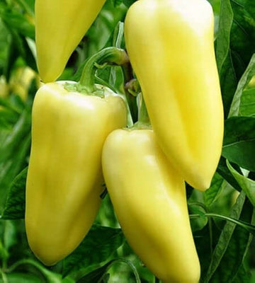 PEPPER Imported Sweet Banana  Exotic Mild Vegetable Seeds
