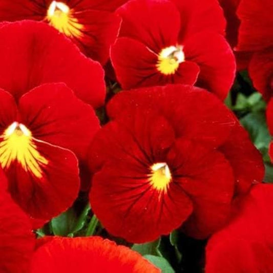 Pansy Scarlet Red Winter Flower Seeds