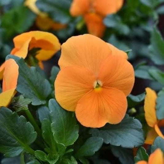 Pansy Arancione Orange Winter Flower Seeds