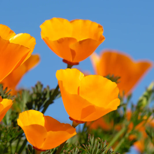 California Poppy Eschscholzia Winter Flower Seeds