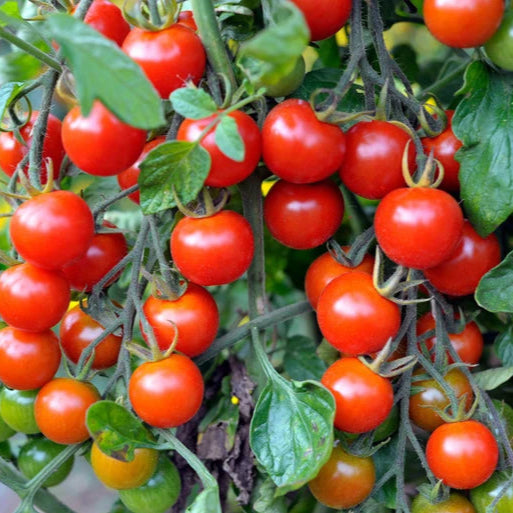 Tomato F1 Suhyana Vegetable Seeds