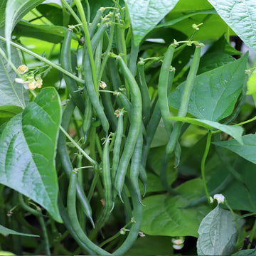 Pole Beans Selection Amira Vegetable Seeds