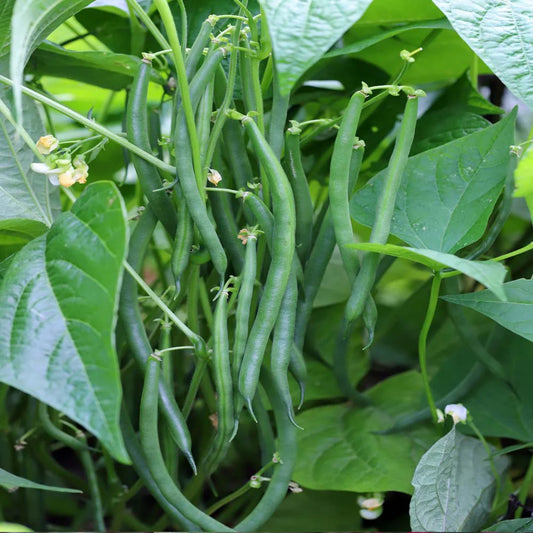 Pole Beans Selection Amira Vegetable Seeds