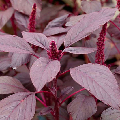 Red Edible Amaranthus Vegetable Seeds