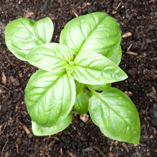 Basil Genovese Green Herb Seeds