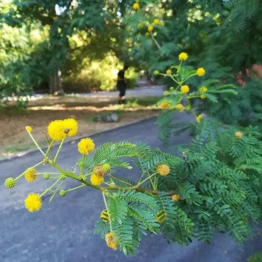 Fragrant Acacia Farnesiana Herb Seeds