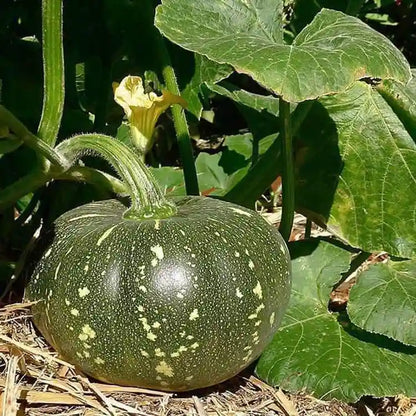 Pumpkin Desi 10 Vegetables Seeds
