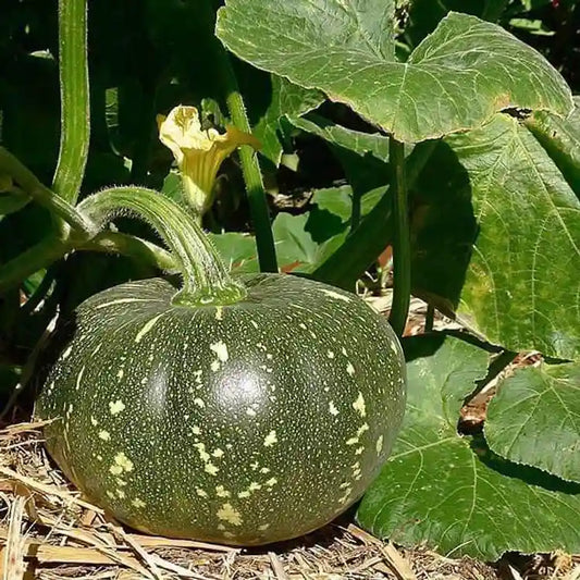 Pumpkin Desi 10 Vegetables Seeds