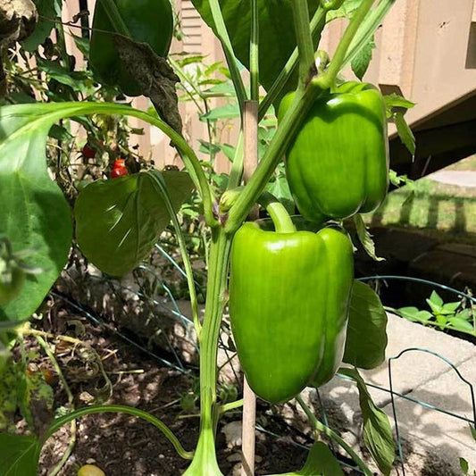 Capsicum Imported Vegetable Seeds