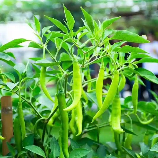 Chilli Pepper Grand Superior 10 Long Vegetable Seeds