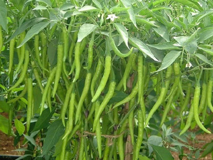 Chilli Pepper Grand Superior 10 Long Vegetable Seeds